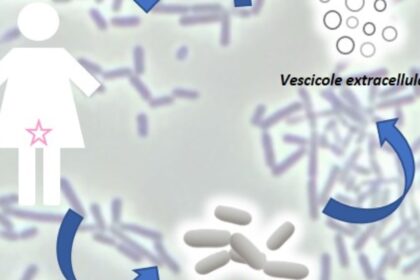 Università di Bologna, Dipartimento di Farmacia e Biotecnologie | Strategia bioterapeutica per contrastare le infezioni ginecologiche basata su vescicole extracellulari di lattobacilli probiotici